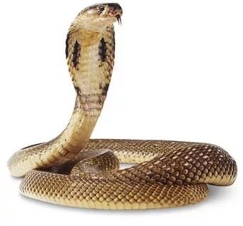 king cobra composition